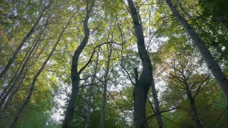 autumn forest colorful tree leaves branches sunny forest low angle sunbeams panning left