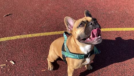 Tired-dog-sits-and-has-an-open-muzzle,-moves-with-a-wide-tongue,-slow-motion