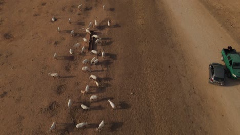 Disparo-De-Dron-Panorámico-Desde-Oryx-Blanco-Hasta-El-Vasto-Desierto