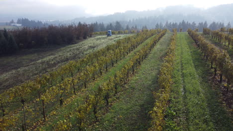 drone shot above a vineyard with misty mountains in the distance