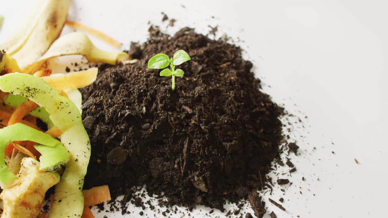 Video di scarti organici di frutta e verdura per il compostaggio e una piantina in terriccio scuro, con spazio per il testo.