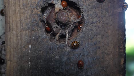 Close-up-slow-motion-shot-of-an-old-plank-of-wood-with-a-hole-with-a-bolt-in