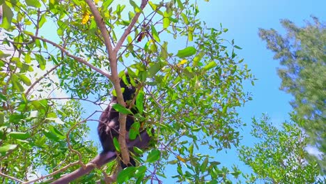 Affe---Trachypithecus-Obscurus---Brillenlangur---Langkawi