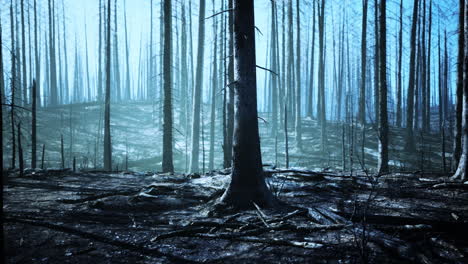 burnt forest at dusk