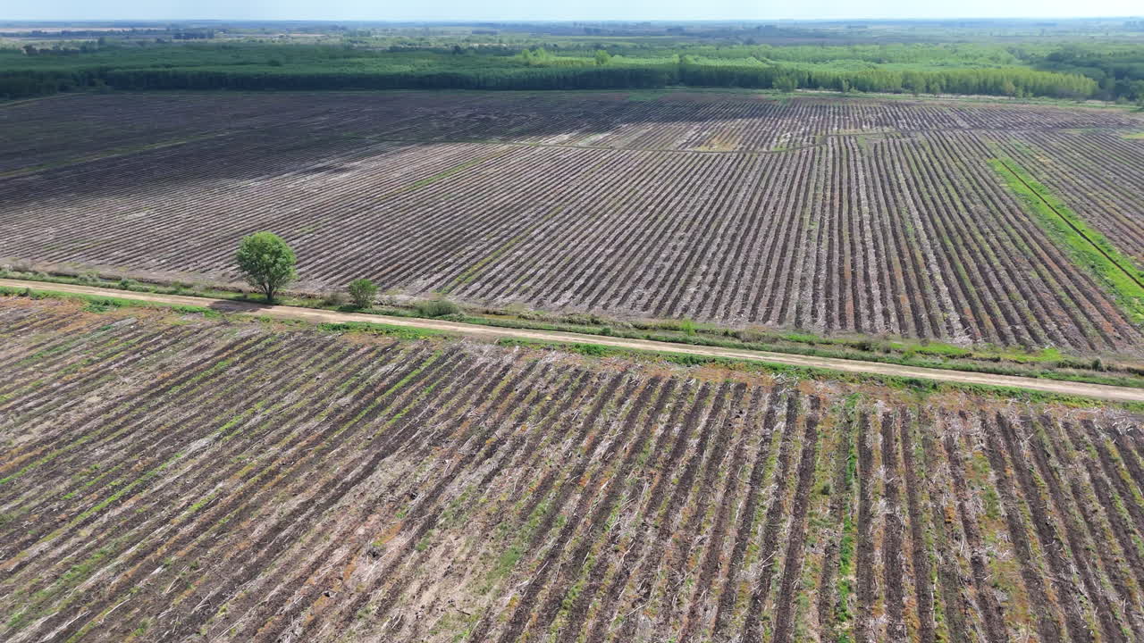 Vast agricultural deforestation field with a lone tree on a dirt road in the distance.