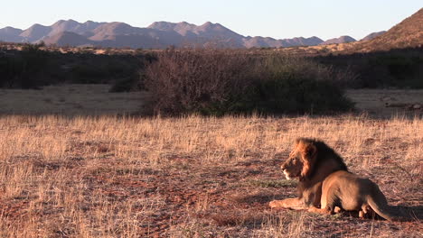 A-lion-looks-at-its-surroundings,-the-mountains-of-the-southern-Kalahari-in-the-background