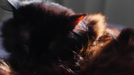 handheld close up shot of black cat washing itself in slow motion