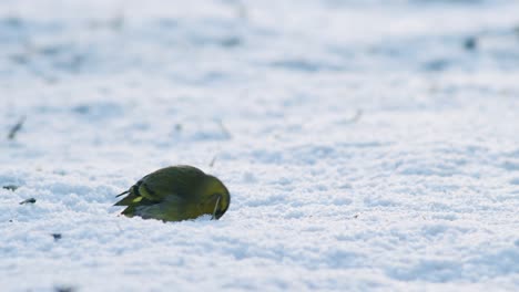 Eurasischer-Zeisig-Im-Winterfutterhäuschen-Für-Vögel,-Das-Sonnenblumenkerne-Isst