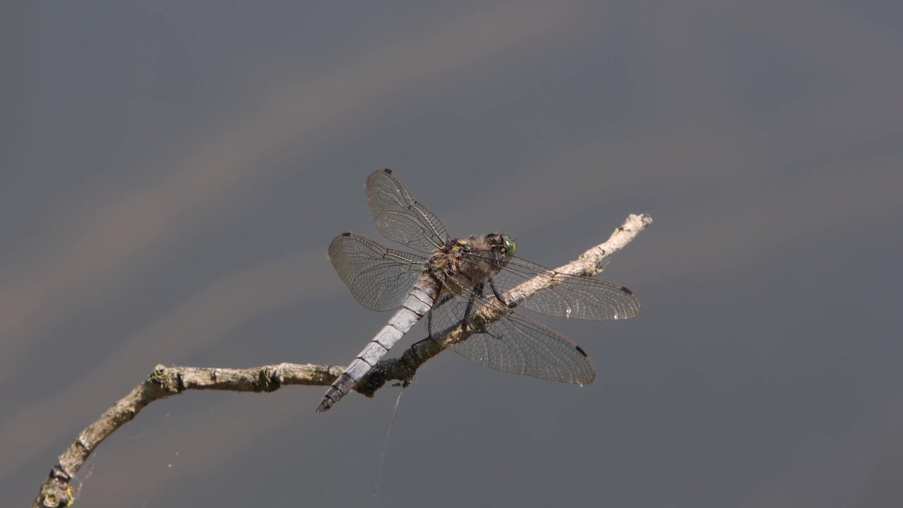 Una libellula Orthetrum cancellatum, appollaiata su un ramoscello al bordo di un lago all'inizio dell'estate. Regno Unito.