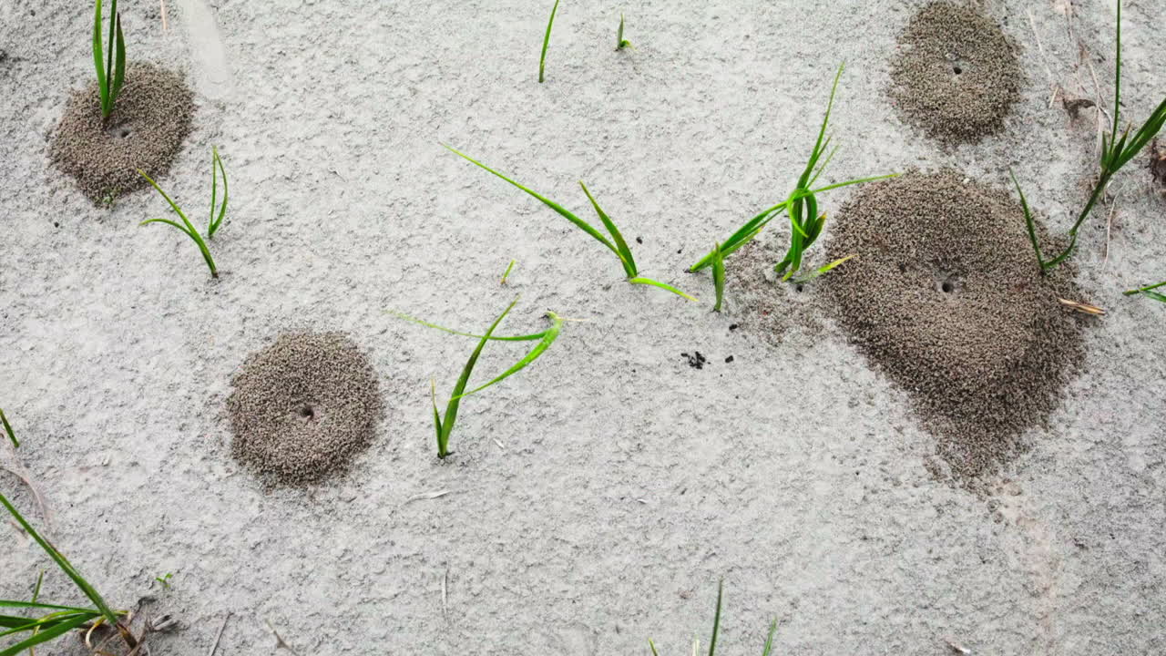 Timelapse of an ant colony