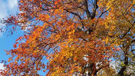 autumn colorful leaves slow motion