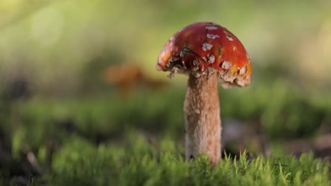 poisonous fly agaric mushroom in forest moss