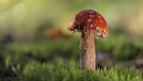 setas venenosas de mosca en el musgo forestal