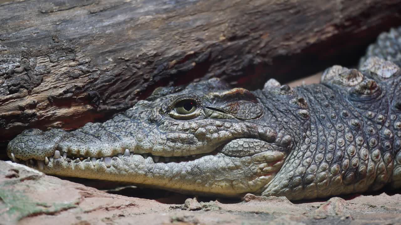 Crocodile Head Closeup