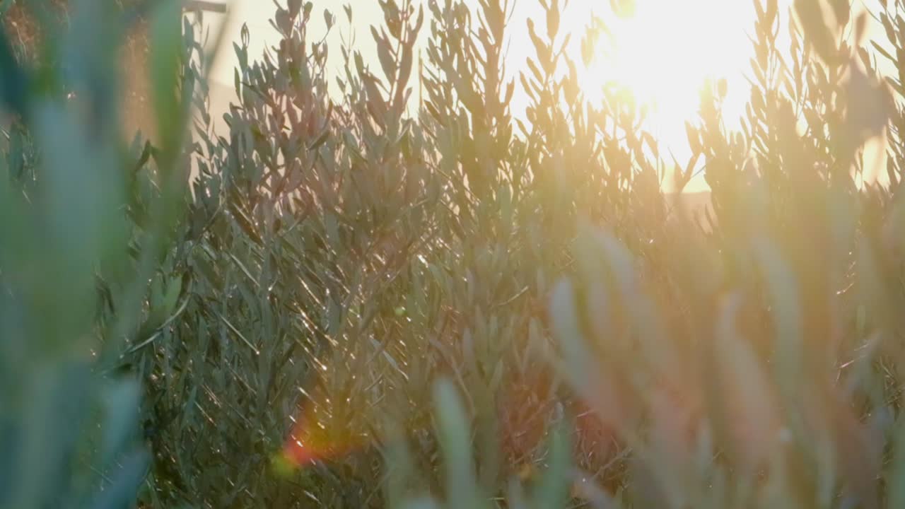 스프링클러 녹색으로  ⁇ 빛 아래 물을 주는 나무 새끼들의 느린 클로즈업 영상