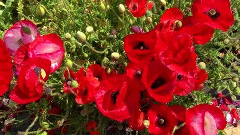 Herrliche-Rote-Mohnblumen-Auf-Einem-Feld-Im-Sommer