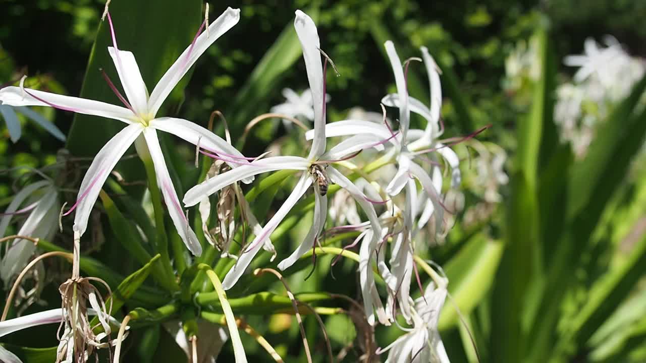 Bees are pollinating the flowers.