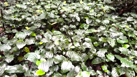 plantas silvestres exóticas que crecen en la reserva natural tropical en el parque natural de windsor, singapur