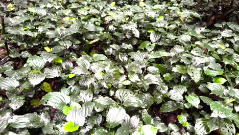 exotic wild plants growing in tropical nature preserve in windsor nature park, singapore