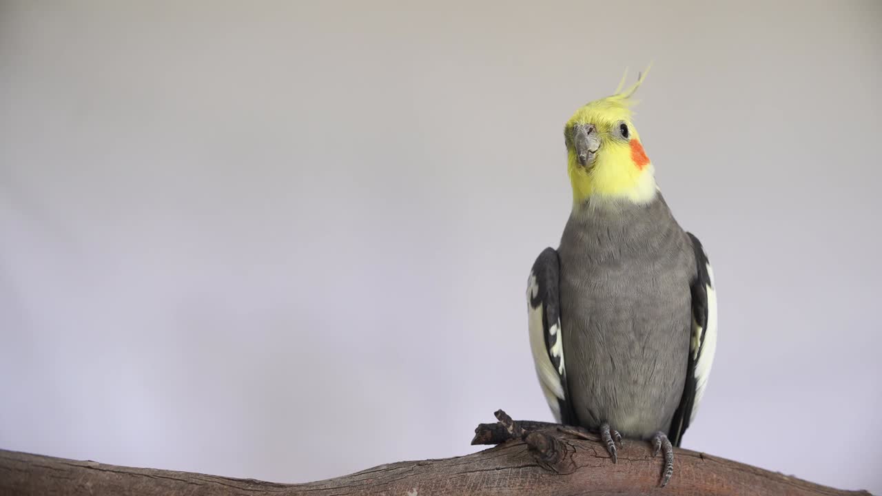 4k un bonito macho cocotilla percha pájaro loro bonitas mejillas rosadas y cabeza de cresta amarilla cuerpo gris video un retrato disparado con aislado en fondo plano con espacio de copia