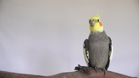 4k one pretty male cockatiel perching bird parrot cute rosy cheeks and yellow crested head  grey body video a portrait shot with isolated on plain background with copy space