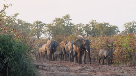 African-elephant-herd-walking-in-line-in-woodland-towards-camera