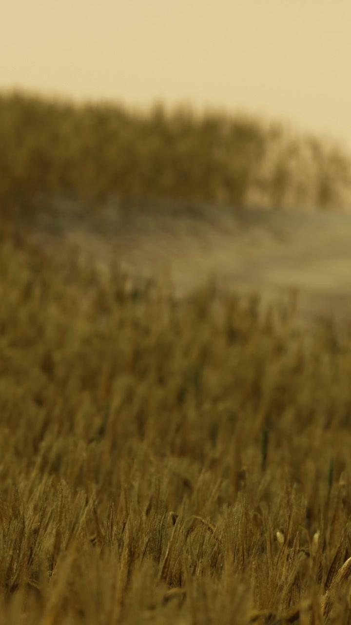 Campo di grano alla luce del primo mattino con la nebbia che sale sopra le colture.
