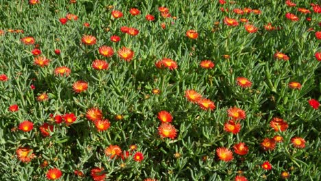 campo de florecimiento de la planta de hielo rojo en tenerife