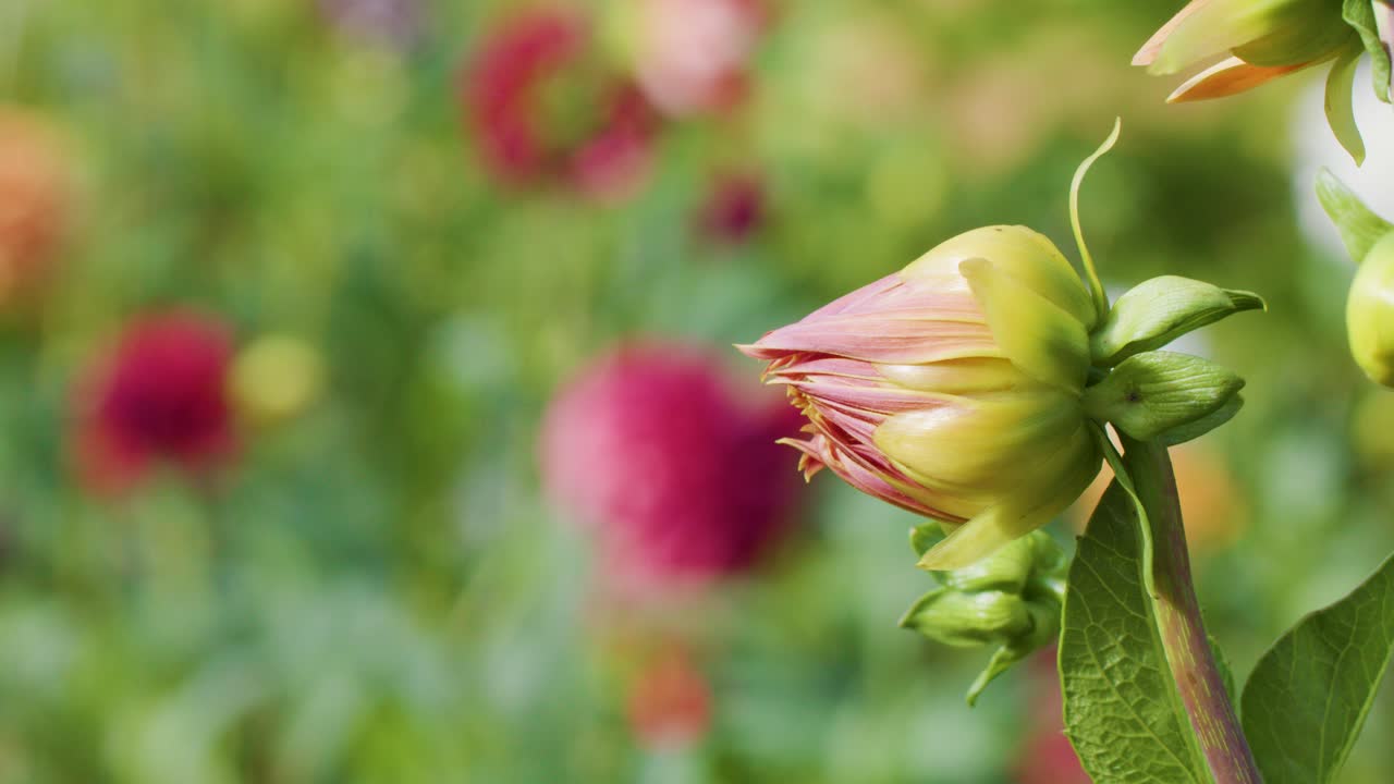 Kameraet kjører sakte forbi en dahlia blomsterknopp med mykt naturlig dagslys og uskarpt hagebakgrunn