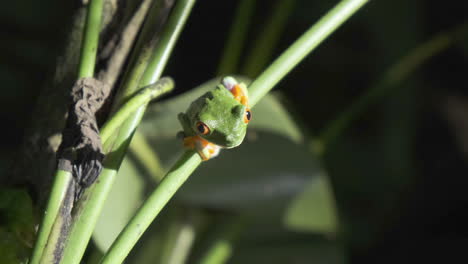 red eyed tree frog perched on plant stem in the wild