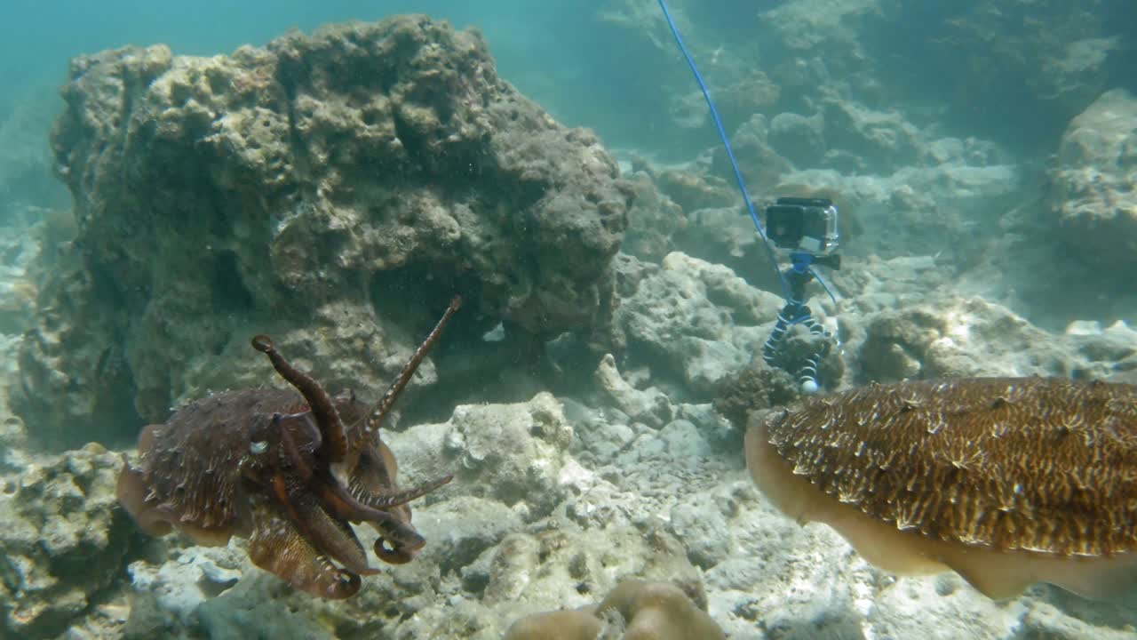 una filmación de dos sepias de colores flotando sobre el suelo de un arrecife de coral