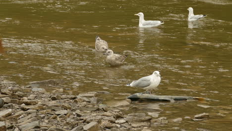 Las-Gaviotas-Beben-Agua-En-Un-Arroyo-Poco-Profundo-Junto-A-La-Orilla-Del-Río-En-Ajax,-Canadá