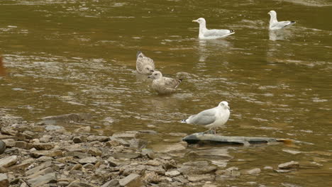 las gaviotas beben agua en un arroyo poco profundo junto a la orilla del río en ajax, canadá