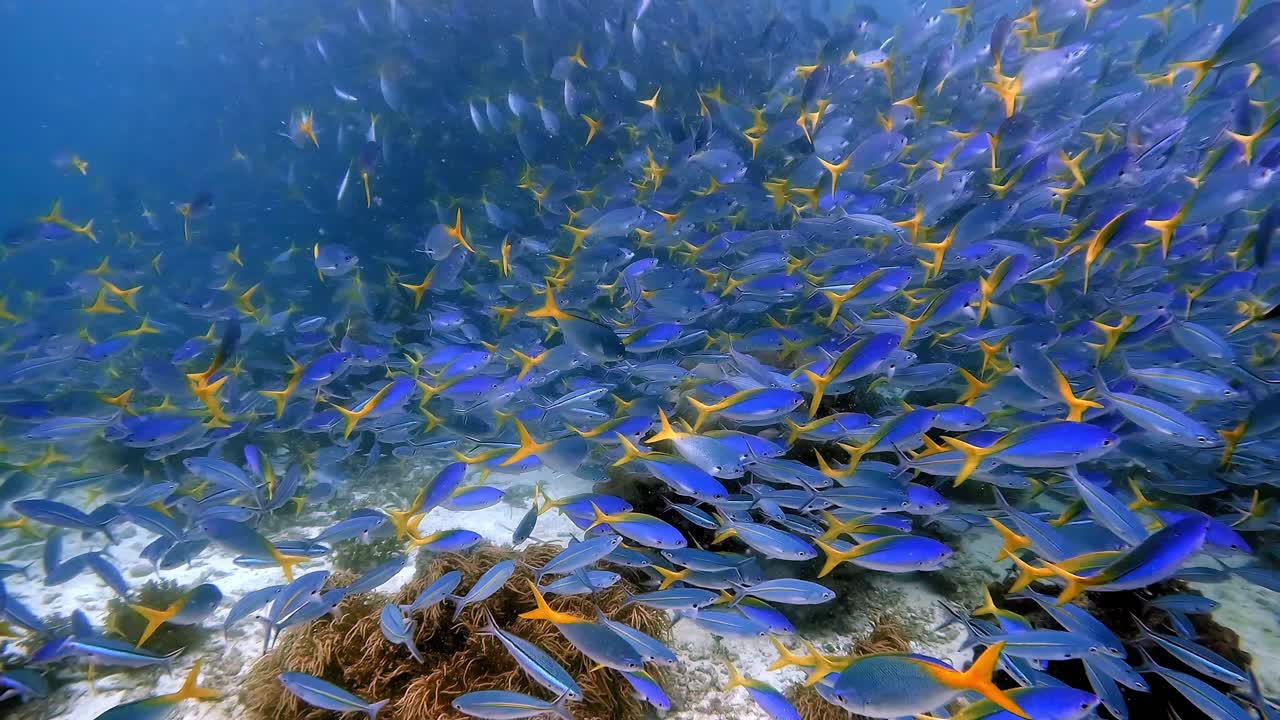 A huge amount of fusiliers swimming down to a coral reef, almost looking like a huge waterfall of fish falling and splashing out on a coral reef.