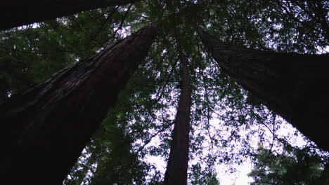 Looking-up-at-1000-year-old-redwood-trees-near-the-pacific-coast-highway-deep-in-the-forests-of-the-california-mountains