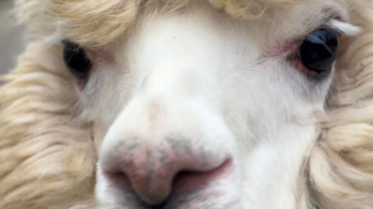Close-up Portrait of a White Alpaca Looking at Camera