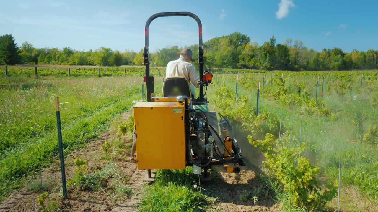 Un agricoltore lavora su un piccolo trattore, estirpando le erbacce vicino al vigneto.