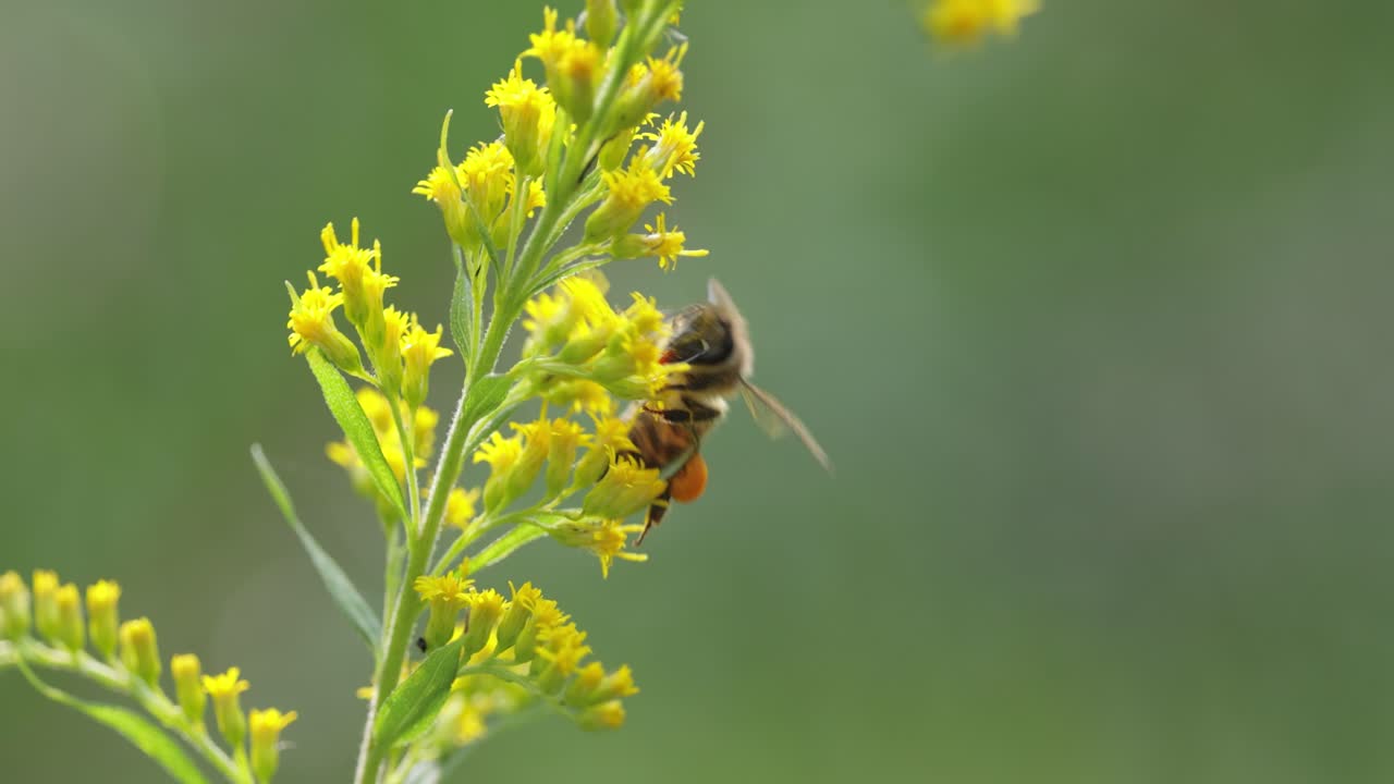 ⁇ 벌은 꽃을 꽃피우고 식물의 꽃에서  ⁇ 터를 수집합니다.