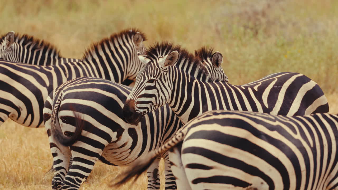 cebras en la sabana africana
