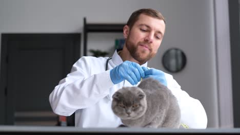 veterinarian examining a cat
