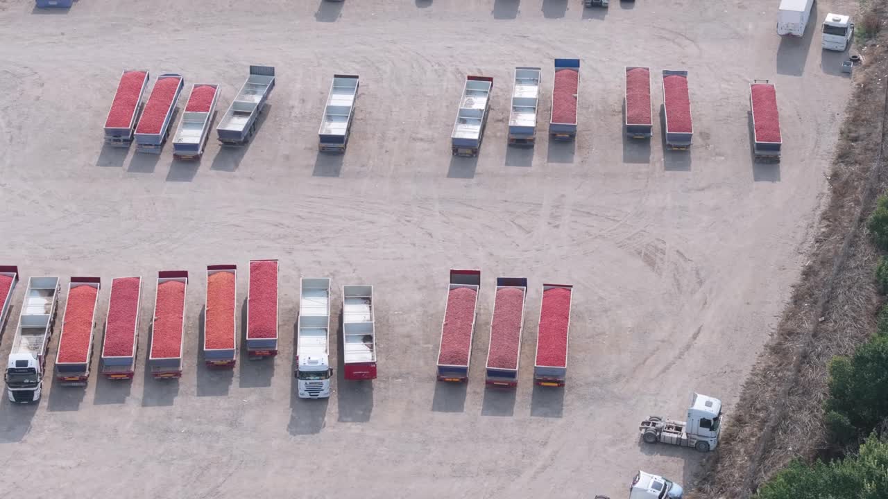 드론을 이용한 측면 비행: 수확된 토마토로 가득 찬 대형 트럭 트레일러가 평야에 주차되어 있으며, 그들은 평행하게 주차되어 있고 일부는 이미  비어 있습니다.