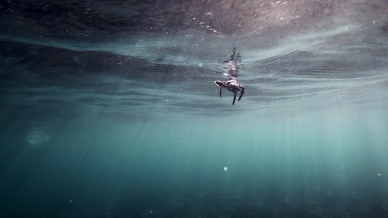 Sea Turtle Swimming Alone In The Ocean With Bright Sunrays Passing Through The Water