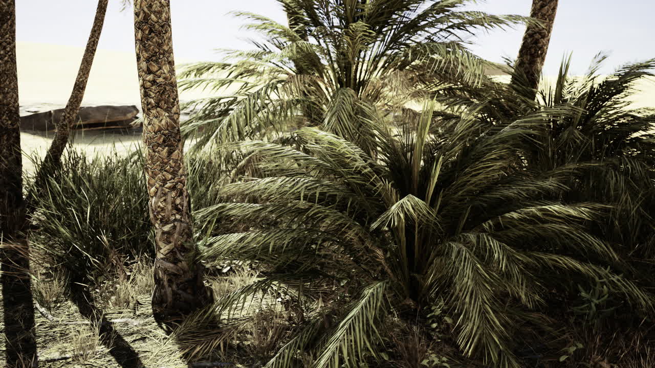 Vibrant green palms near tranquil water at sunset on a quiet coastline