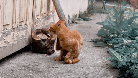 a cat playing. footage of brasov in romania
