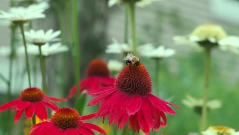 El-Cardán-De-90-Grados-Se-Mueve-Alrededor-De-La-Abeja-En-Las-Flores-Rojas-De-Helenio-Que-Se-Polinizan-Durante-La-Primavera-En-Un-Jardín-De-Illinois