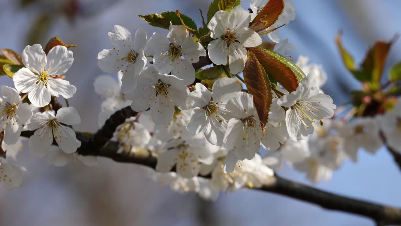 Close-up of white cherry blossoms: inflorescences and movement.