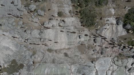 a herd of goats walks through the portugal wilderness in lines