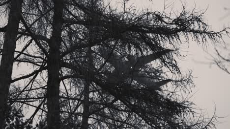 una silueta del avión de pasajeros contra el cielo gris pálido, visto a través de las copas de los árboles oscuros