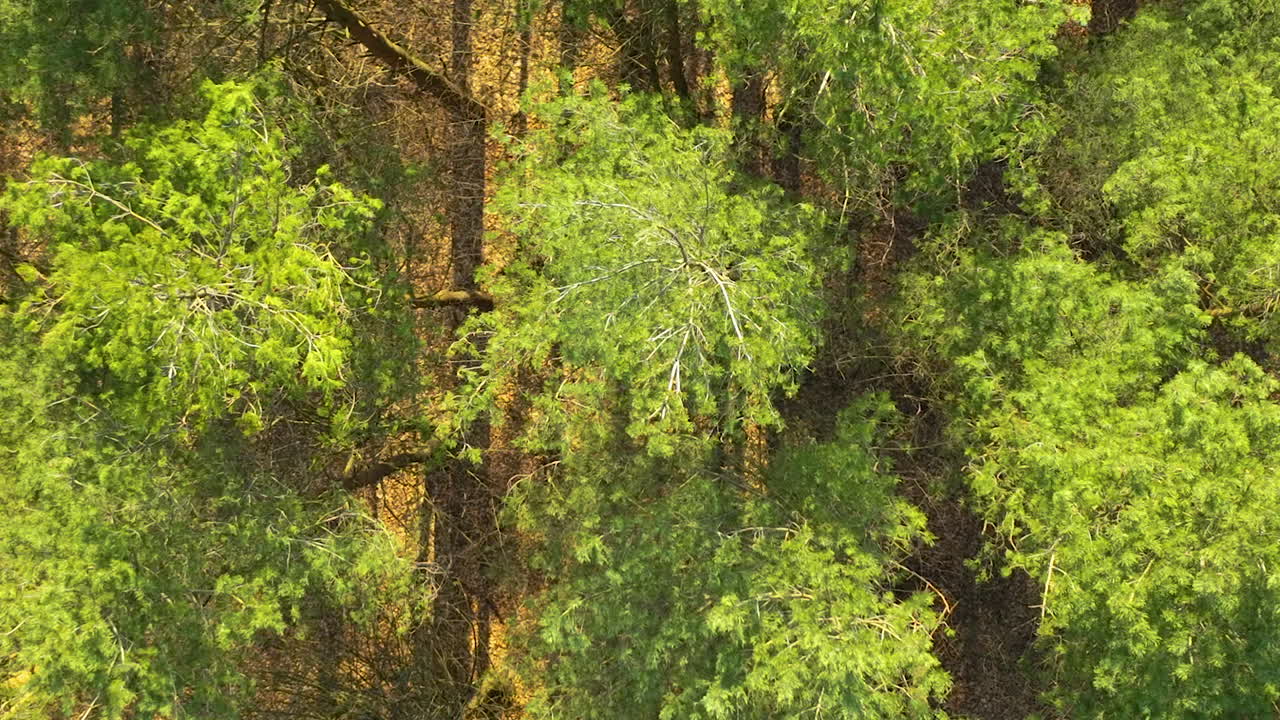 Aerial view of a dense forest with a mix of healthy green foliage and a singular tree with pale, possibly dry branches, contrasting with the surrounding darker green trees