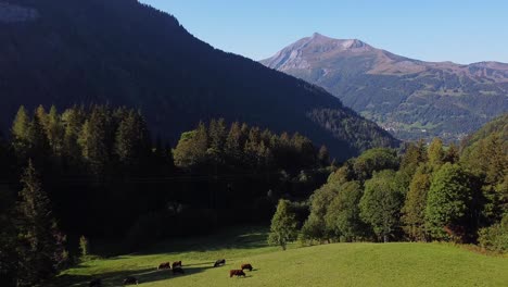 flying away from cows in an alpine meadow